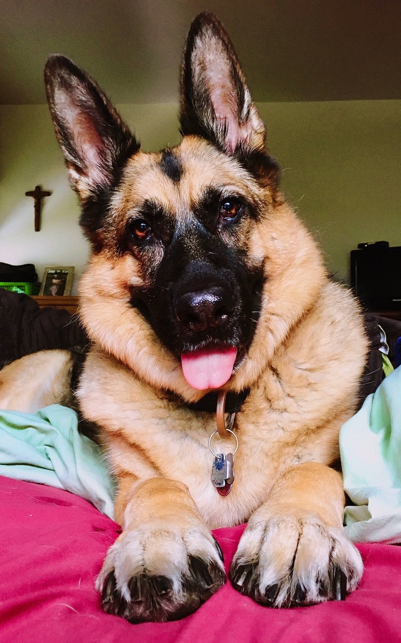 Kira joined the competition — help win amazing prizes! canidae, carnivore, collar, comfort, companion_dog, dog, dog_breed, dog_collar, event, fawn, fur, german_shepherd_dog, herding_dog, jaw, king_shepherd, paw, snout, sporting_group, whiskers, working_animal
