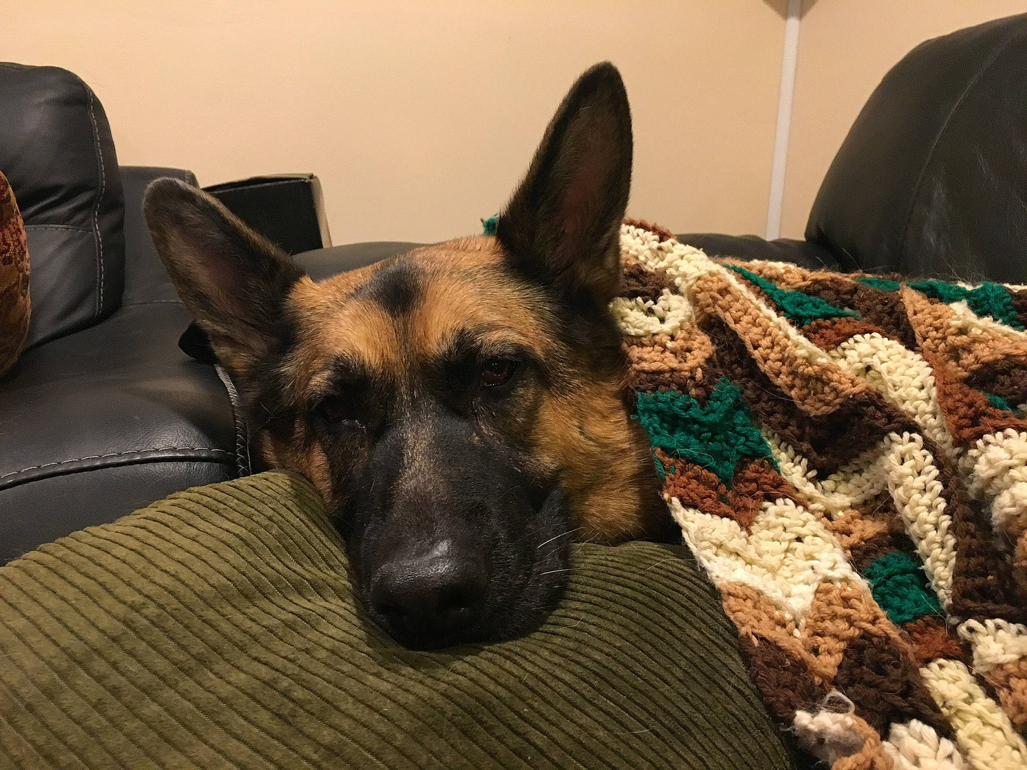 Kira joined the competition — help win amazing prizes! canidae, carnivore, comfort, companion_dog, dog, dog_breed, east_european_shepherd, fawn, flooring, fur, german_shepherd_dog, herding_dog, old_german_shepherd_dog, snout, sporting_group, terrestrial_animal, whiskers, wood, working_animal, working_dog