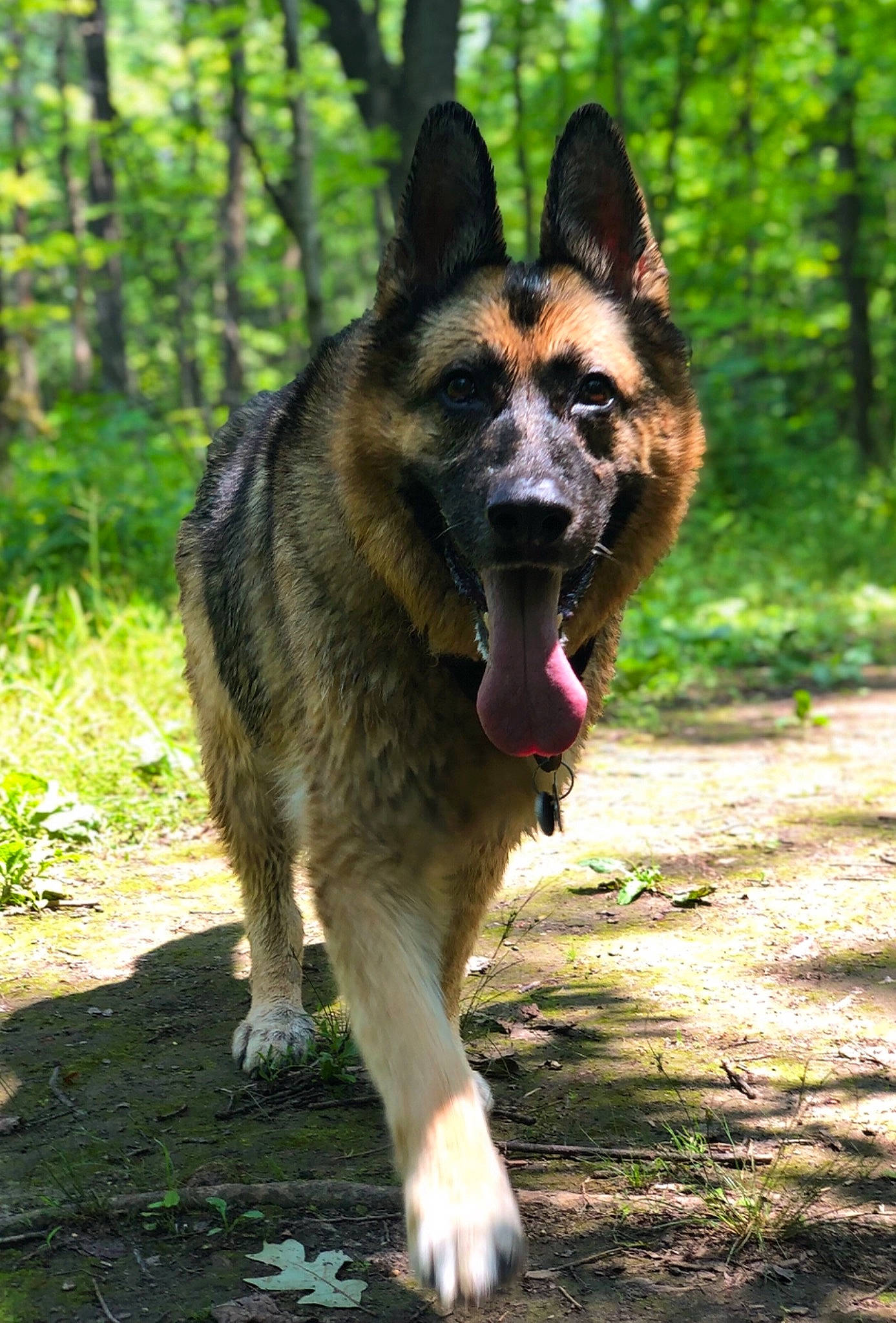 Kira is registered to the contest to win money with this photo: adventure, canidae, carnivore, collar, companion_dog, dog, dog_breed, east_european_shepherd, fawn, german_shepherd_dog, grass, herding_dog, old_german_shepherd_dog, plant, snout, sporting_group, terrestrial_animal, tree, wildlife, working_dog