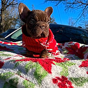 Koka is registered to the contest to win money with this photo: animal, blanket, blue_sky, brown_dog, cozy, cute, dog, festive, french_bulldog, holiday_theme, nature, outdoor, pet, portrait, puppy, red_sweater, small_dog, sunlight, trees, winter