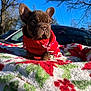 animal, blanket, blue_sky, brown_dog, cozy, cute, dog, festive, french_bulldog, holiday_theme, nature, outdoor, pet, portrait, puppy, red_sweater, small_dog, sunlight, trees, winter