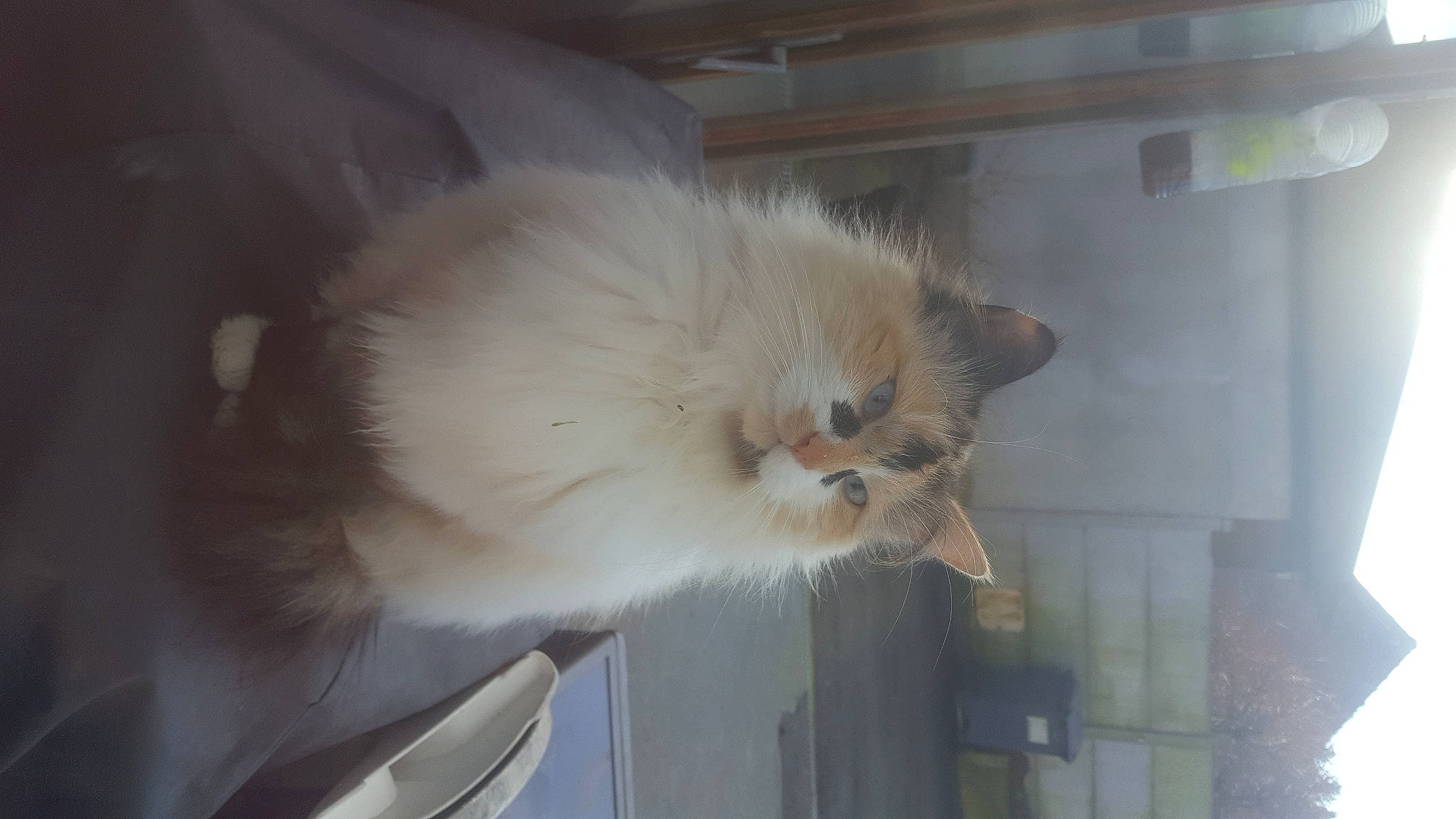 Féline participe au concours pour gagner de l'argent avec cette photo : british_longhair, british_semi_longhair, carnivore, cat, domestic_long_haired_cat, fawn, felidae, fur, himalayan, kitten, mammal, persian, small_to_medium_sized_cats, tail, whiskers