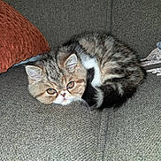 Rolex is registered to the contest to win money with this photo: cat, couch, cozy, curled_up, cute, domestic_cat, eyes, face, feline, fur, home, indoor, kitten, pet, pillows, resting, small_animal, tabby, texture, whiskers