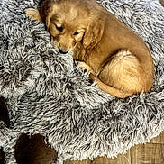 Gracie Jean is registered to the contest to win money with this photo: adorable, brown, canine, cozy, curled_up, dog, floppy_ears, fluffy, furry, golden, home, indoors, pet_bed, portrait, puppy, relaxed, resting, sleeping, small_dog, wooden_floor