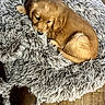 puppy, dog, sleeping, golden, brown, floppy_ears, curled_up, pet_bed, furry, fluffy, cozy, indoors, wooden_floor, home, resting, small_dog, canine, adorable, relaxed, portrait