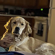 Gabby joined the competition — help win amazing prizes! dog, golden_retriever, pet, indoor, kitchen, cabinet, refrigerator, stove, couch, blanket, human_hand, fur, paw, portrait, close_up, relaxed, looking_at_camera, soft_lighting, bokeh, domestic_animal