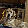 dog, golden_retriever, pet, indoor, kitchen, cabinet, refrigerator, stove, couch, blanket, human_hand, fur, paw, portrait, close_up, relaxed, looking_at_camera, soft_lighting, bokeh, domestic_animal