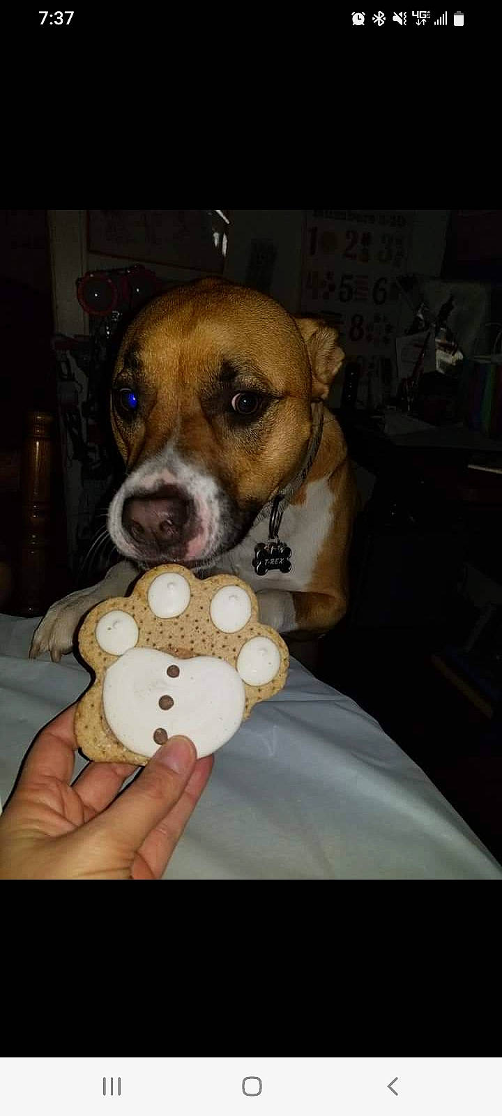 T-rex joined the competition — help win amazing prizes! baby_toys, canidae, carnivore, comfort, companion_dog, dog, dog_breed, dog_supply, fawn, fur, media_player, non_sporting_group, paw, pet_supply, plush, snout, sporting_group, stuffed_toy, toy, working_animal