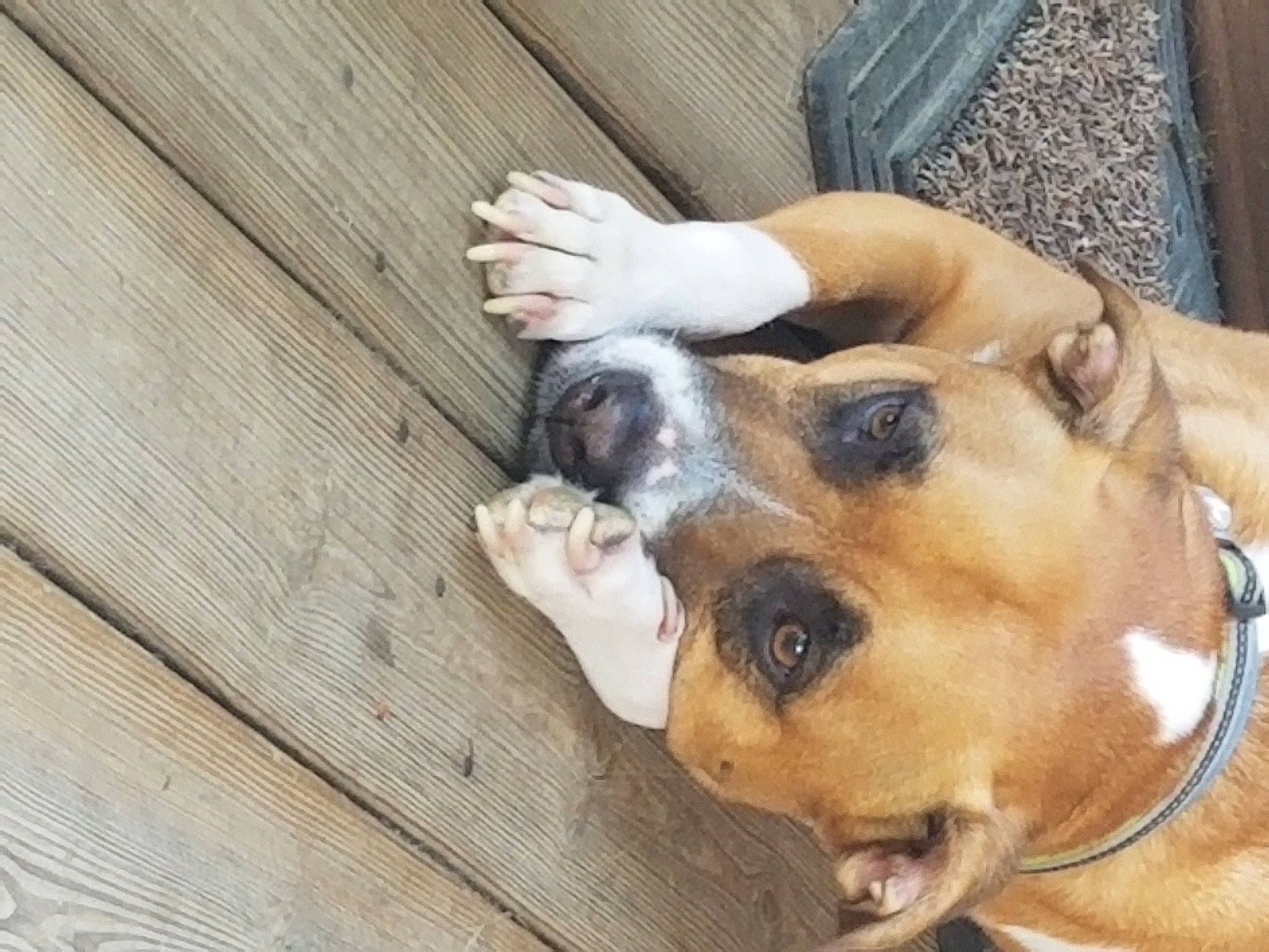 T-rex is registered to the contest to win money with this photo: canidae, carnivore, claw, collar, companion_dog, dog, dog_breed, dog_supply, fawn, fur, guard_dog, hardwood, paw, pet_supply, snout, sporting_group, street_dog, whiskers, wood, working_dog