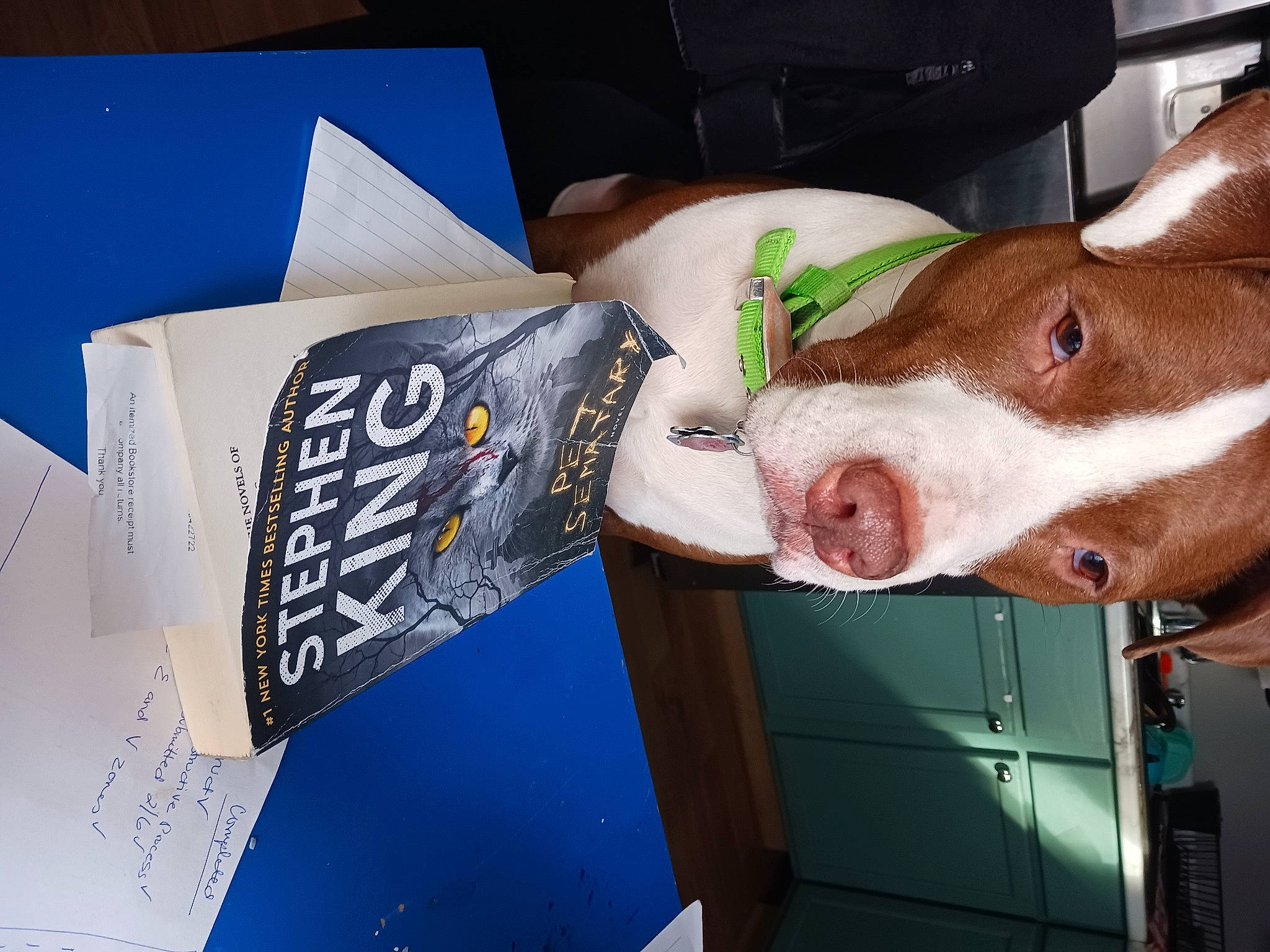 Harvey is registered to the contest to win money with this photo: canidae, carnivore, collar, companion_dog, dog, dog_breed, dog_supply, fawn, flesh, font, food, fur, jaw, liver, pet_supply, snout, sporting_group, whiskers, working_animal