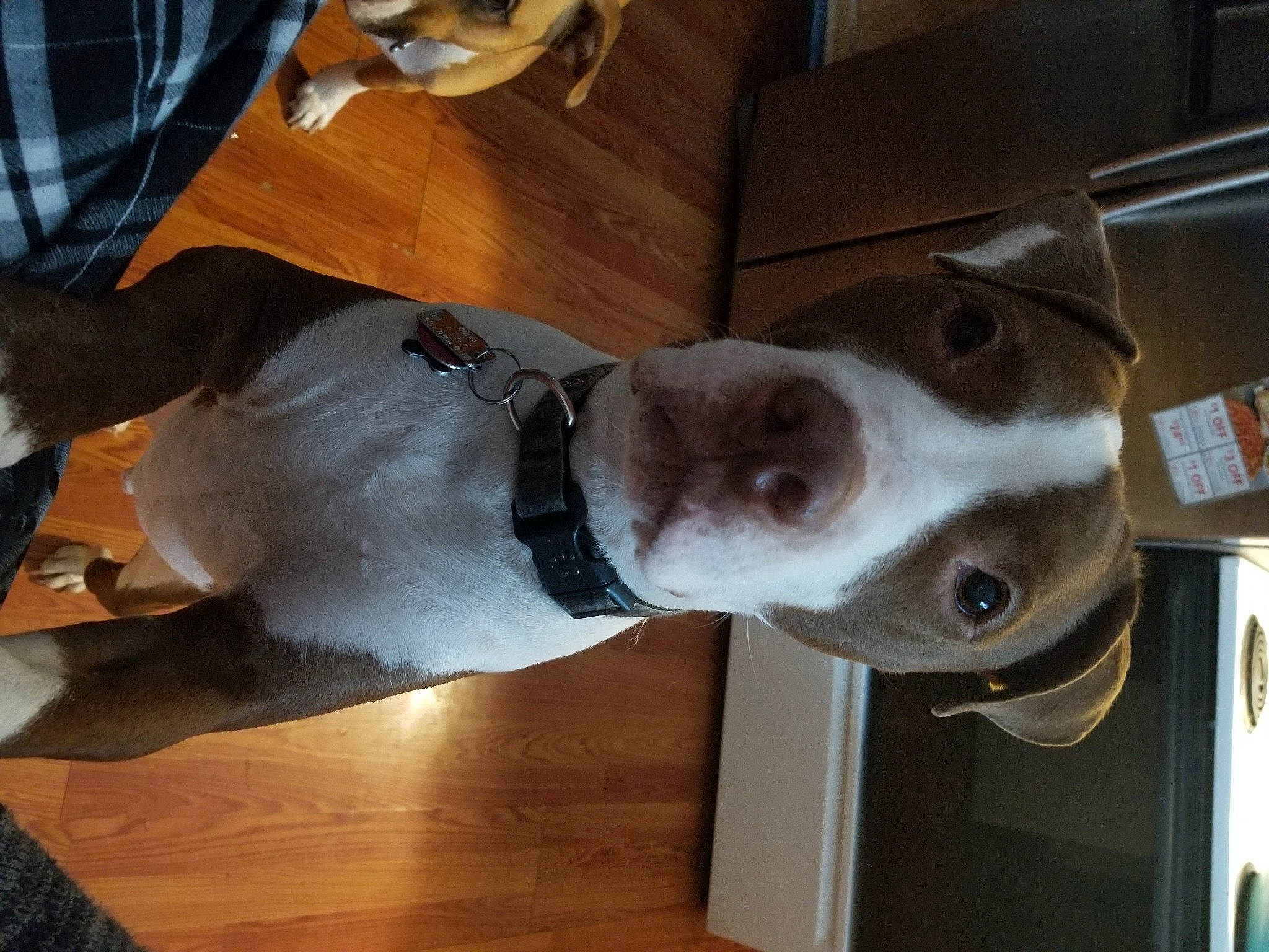 Harvey is registered to the contest to win money with this photo: canidae, carnivore, collar, companion_dog, dog, dog_breed, dog_collar, ear, eyewear, fashion_accessory, fawn, flooring, hardwood, liver, pet_supply, snout, sporting_group, whiskers, wood, working_animal