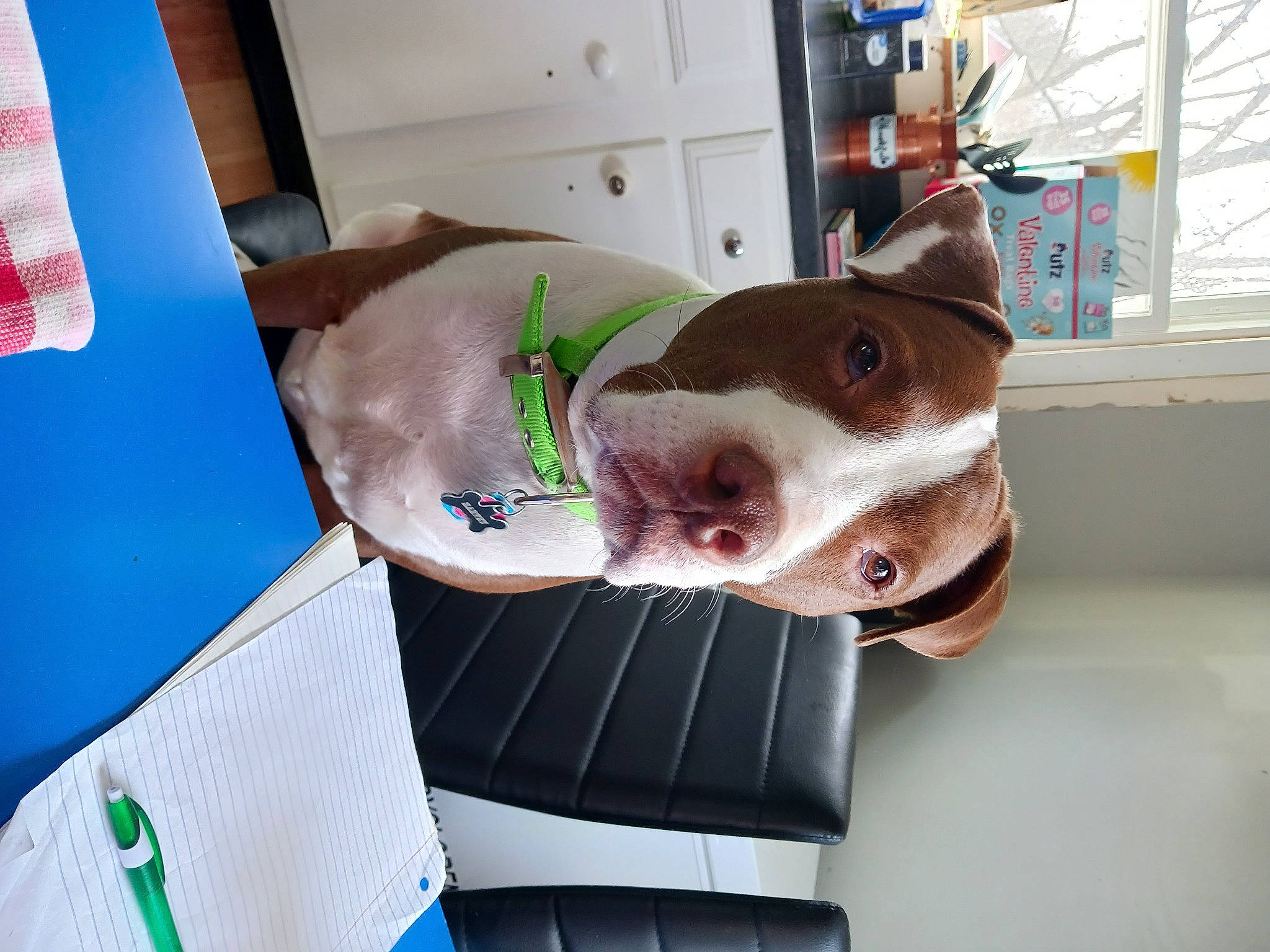 Harvey joined the competition — help win amazing prizes! canidae, carnivore, collar, comfort, companion_dog, dog, dog_breed, dog_supply, fawn, flag, fur, liver, non_sporting_group, pet_supply, pointer, selfie, snout, sporting_group, whiskers, working_animal
