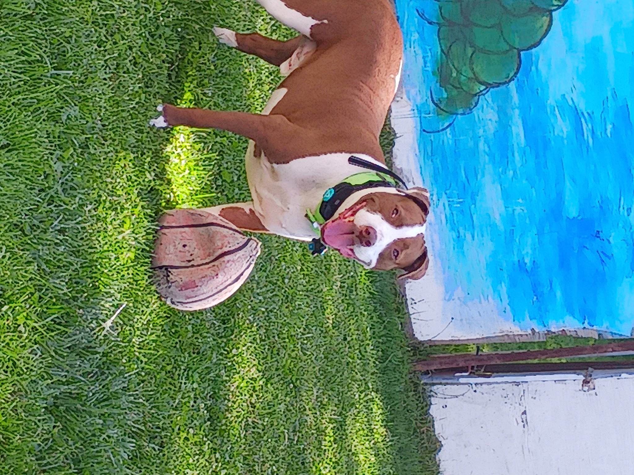 Harvey joined the competition — help win amazing prizes! art, canidae, carnivore, companion_dog, dog, dog_breed, fawn, fun, grass, green, happy, human_leg, hunting_dog, knee, leisure, paint, painting, people_in_nature, plant, sporting_group