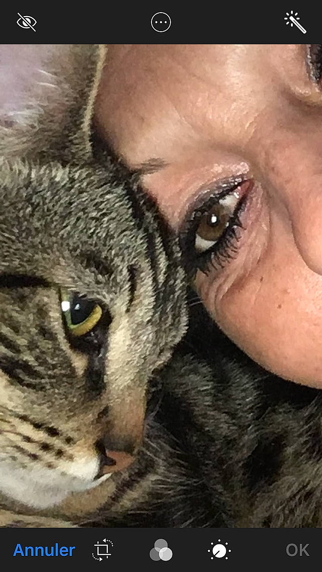 Goku a rejoint le concours — aidez-le/la à gagner de superbes lots ! carnivore, cat, close_up, domestic_short_haired_cat, ear, eye, face, fawn, felidae, head, iris, nose, organ, pixie_bob, selfie, skin, small_to_medium_sized_cats, snout, whiskers