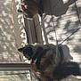 cat, sunlight, shadow, tile_floor, window, curtain, indoor, pet, animal, relaxing, resting, feline, domestic_animal, home, daylight, pattern, quiet, two_cats, shadows, cozy