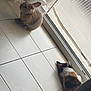bunny, rabbit, cat, calico_cat, tile_floor, curtains, window, sunlight, indoor, pet, animal, furry, resting, quiet, home, chair_leg, relaxing, domestic, companion, natural_light
