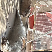 Guizzmo a rejoint le concours — aidez-le/la à gagner de superbes lots ! cat, cats, indoor, sunlight, shadow, tiled_floor, window, curtains, sleeping, resting, pet, feline, cozy, relaxation, fur, domestic_animal, household, daylight, home, comfort