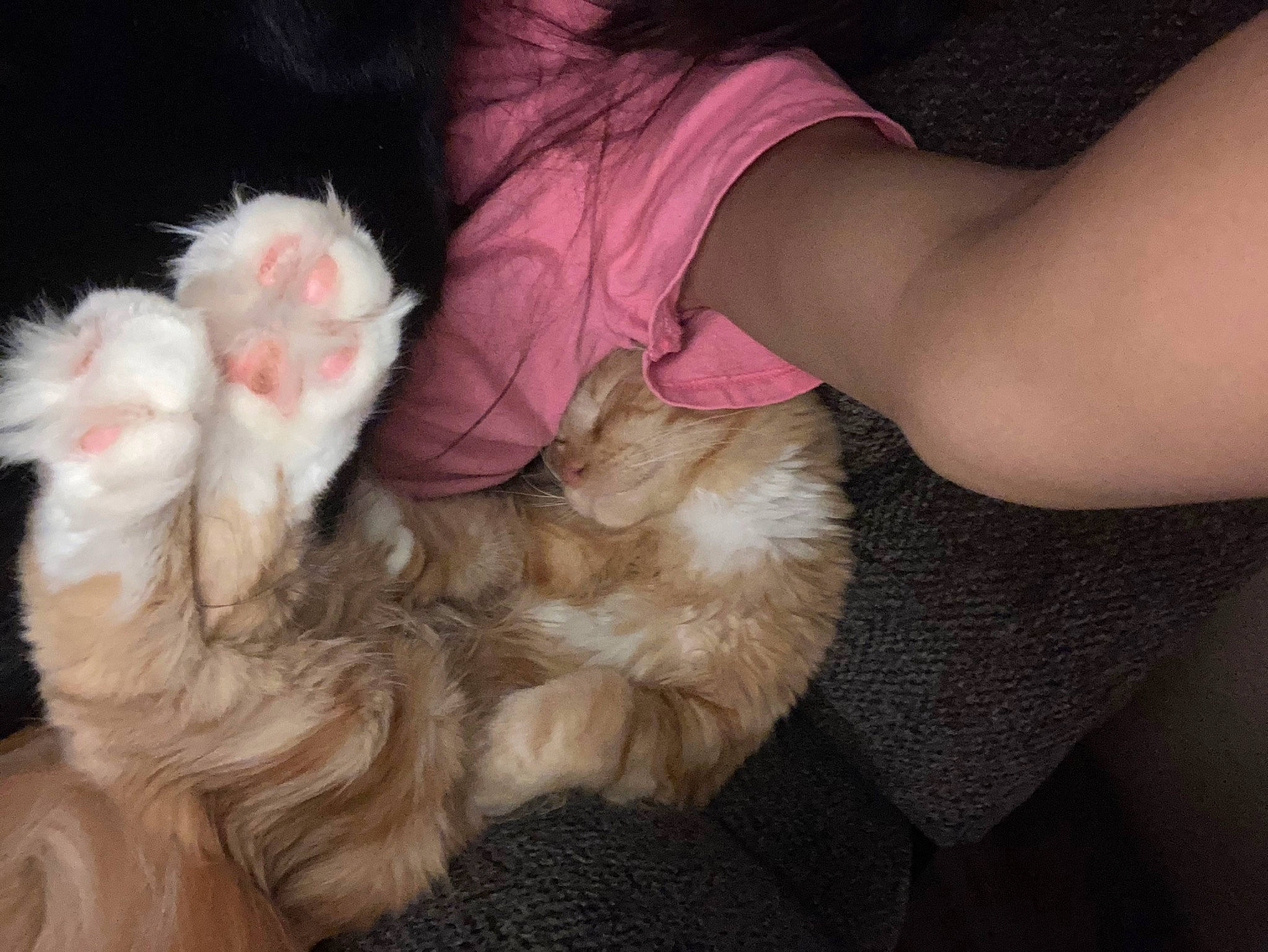 Bellamy is registered to the contest to win money with this photo: carnivore, cat, claw, comfort, companion_dog, dog_breed, ear, elbow, felidae, fur, gesture, human_leg, lap, nail, paw, small_to_medium_sized_cats, spitz, tail, toy_dog, whiskers