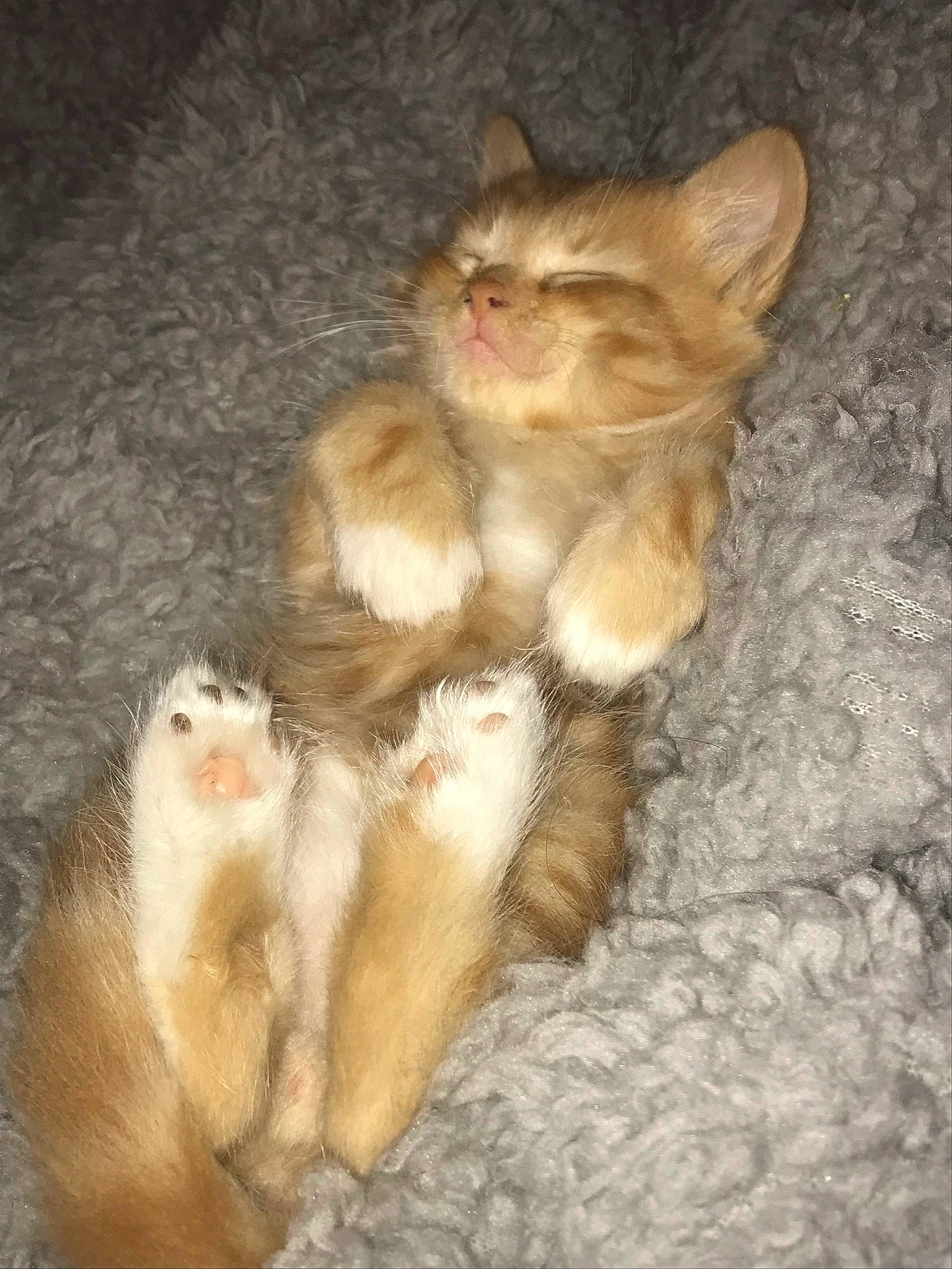 Bellamy joined the competition — help win amazing prizes! canidae, carnivore, cat, claw, comfort, dog_breed, domestic_short_haired_cat, fawn, felidae, foot, fur, paw, rodent, small_to_medium_sized_cats, snout, tail, terrestrial_animal, toe, whiskers, wood