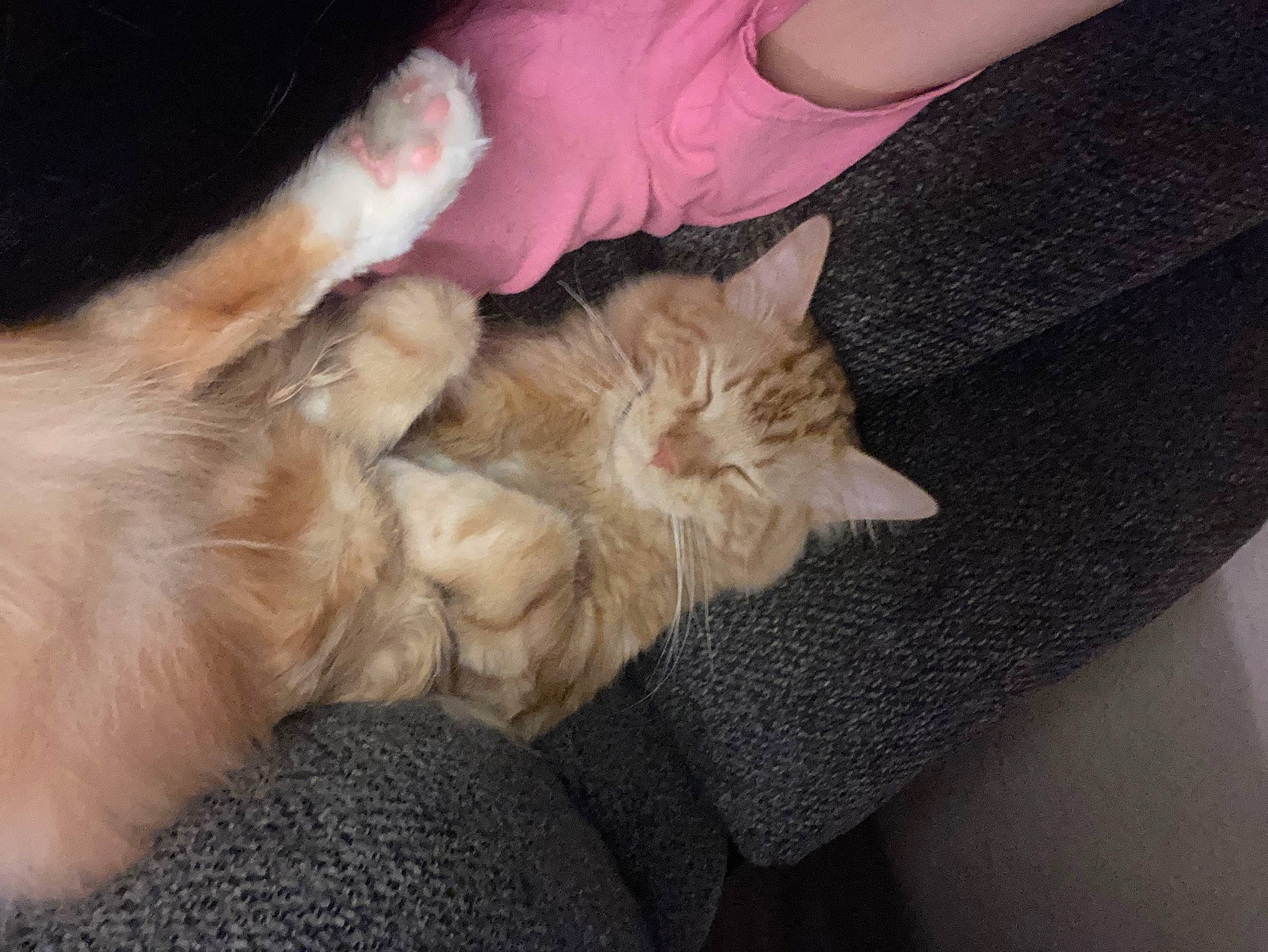 Bellamy is registered to the contest to win money with this photo: carnivore, cat, claw, comfort, companion_dog, dog_breed, ear, fawn, felidae, foot, fur, gesture, human_leg, lap, mammal, nail, paw, small_to_medium_sized_cats, tail, whiskers