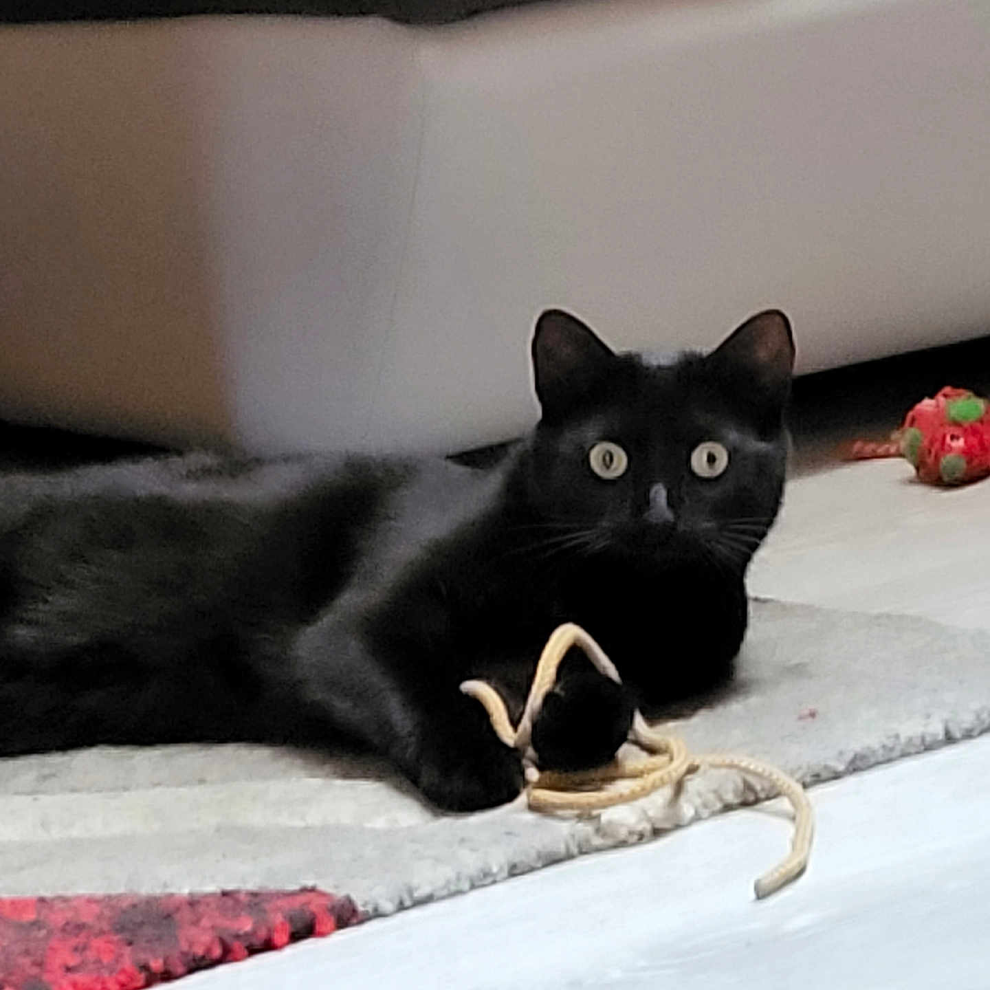 Gaschney participe au concours pour gagner de l'argent avec cette photo : animal, architecture, berry, blackcat, building, cat, couch, egyptiancat, electronics, food, fruit, furniture, kitten, leash, manx, pet, plant, pottedplant, produce, strawberry