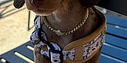 Vinny Amiri is registered to the contest to win money with this photo: dog, puppy, dachshund, close_up, harness, collar, pet, animal, outdoor, bench, fur, brown, cute, canine, young, portrait, pet_accessory, paw, snout, ears