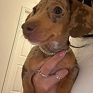 Vinny Amiri is registered to the contest to win money with this photo: puppy, dog, hand, rings, collar, indoor, closeup, brown, speckled, pet, cute, young, animal, fingernails, holding, portrait, domestic, curious, white_wall, door