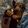 Vinny Amiri joined the competition — help win amazing prizes! puppy, dog, blanket, plush_toy, hand, cozy, indoor, cute, soft, fabric, comfort, pet, animal, snuggling, warm, furry, small, brown, toy, relaxing