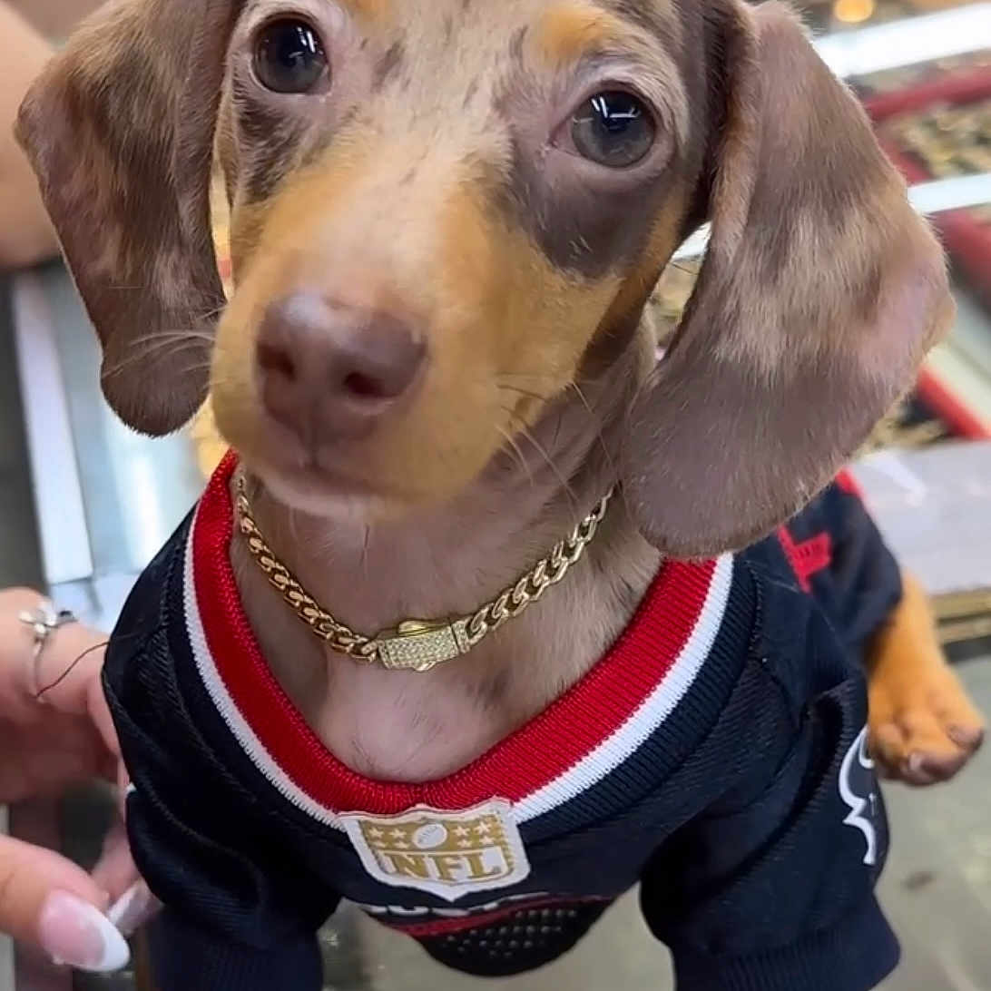 Vinny Amiri is registered to the contest to win money with this photo: animal, black_jersey, canine, close_up, cute, dachshund, dog, domestic_animal, ears, gold_chain, indoor, looking, paws, pet, pet_clothing, portrait, puppy, short_hair, small_dog, young_dog