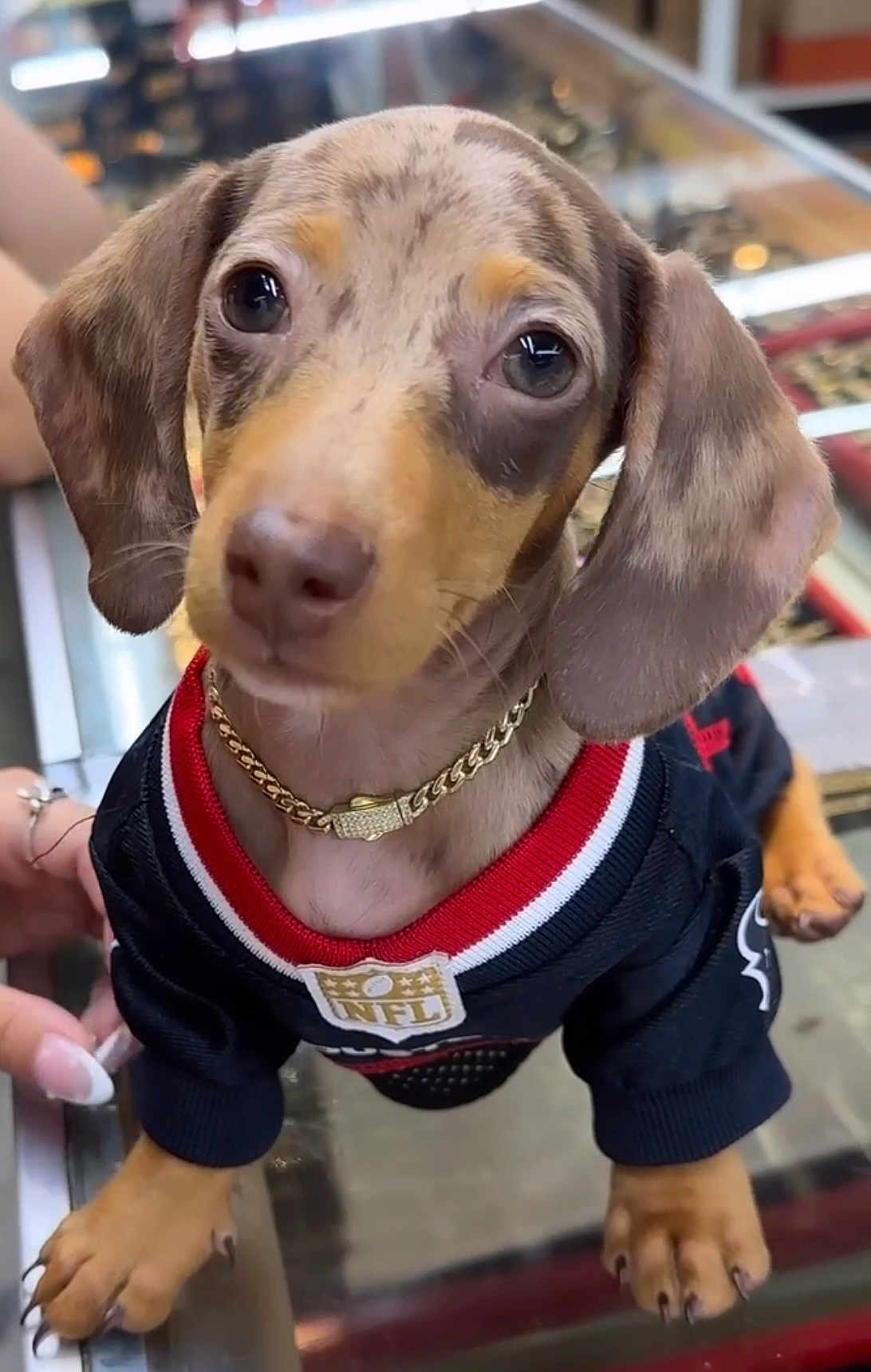 Vinny Amiri is registered to the contest to win money with this photo: dog, puppy, dachshund, pet, close_up, black_jersey, gold_chain, indoor, cute, small_dog, animal, canine, looking, portrait, young_dog, short_hair, ears, paws, pet_clothing, domestic_animal