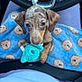 Vinny Amiri joined the competition — help win amazing prizes! puppy, dog, toy, plush, blanket, bear_pattern, car_interior, steering_wheel, seatbelt, lap, cute, pet, animal, brown_dog, small_dog, fabric, soft_toy, blue_blanket, closeup, indoor