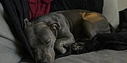 Nala joined the competition — help win amazing prizes! dog, sleeping, couch, blanket, indoor, pet, resting, fur, cozy, relaxed, home, animal, comfort, nap, domestic_animal, quiet, furniture, living_room, cute, mammal