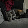 dog, sleeping, couch, blanket, indoor, pet, resting, fur, cozy, relaxed, home, animal, comfort, nap, domestic_animal, quiet, furniture, living_room, cute, mammal