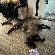 Nala is registered to the contest to win money with this photo: dog, couch, blanket, floor, towel, living_room, carpet, wall, mirror, person_reflection, wood_floor, relaxing, pet, indoor, resting, three_animals, light, shadow, furniture, home
