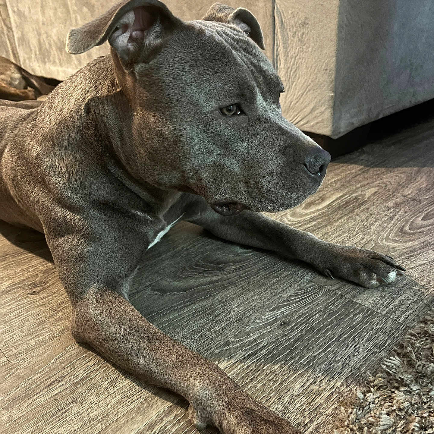 Nala is registered to the contest to win money with this photo: animal, canine, companion, couch, dog, ears, floor, fur, gray, household, indoor, laying_down, living_room, mammal, nail, paw, pet, relaxed, side_view, wood_floor