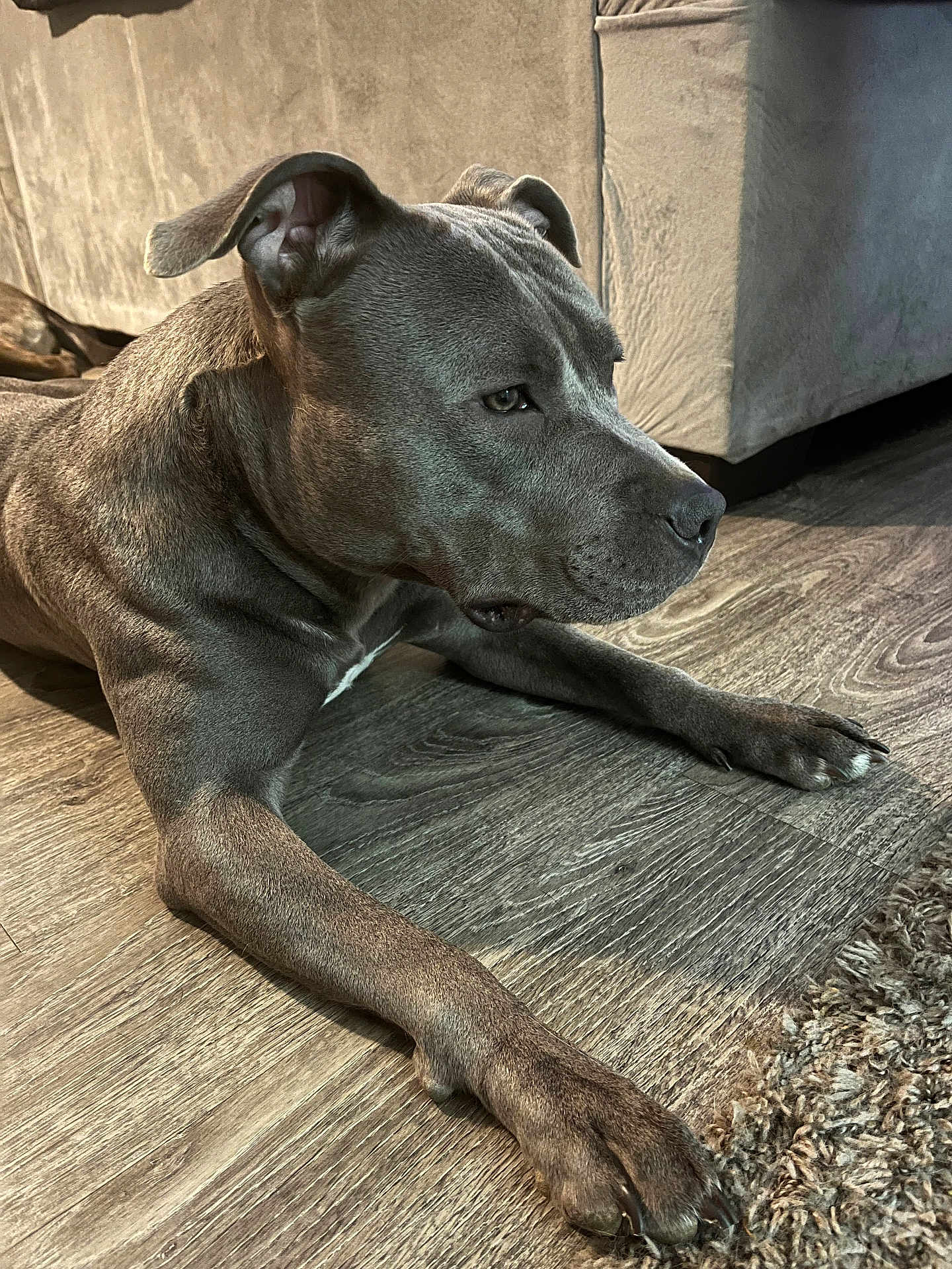 Nala is registered to the contest to win money with this photo: dog, canine, pet, gray, fur, floor, wood_floor, indoor, couch, living_room, relaxed, laying_down, ears, paw, nail, side_view, animal, mammal, companion, household
