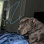 Nala joined the competition — help win amazing prizes! dog, indoor, bed, blanket, blue_blanket, gray_dog, looking_back, furniture, door, home, pet, animal, canine, cozy, resting, fur, room, comfort, domestic, curious