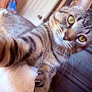 Panchito is registered to the contest to win money with this photo: animal, cat, claw, claws, close_up, curious, cute, feline, fur, house, indoor, looking_at_camera, paw, pet, playful, portrait, soft_texture, tabby, whiskers, yellow_eyes
