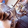 cat, tabby, close_up, pet, animal, claws, yellow_eyes, whiskers, fur, indoor, soft_texture, curious, playful, paw, portrait, feline, cute, claw, looking_at_camera, house