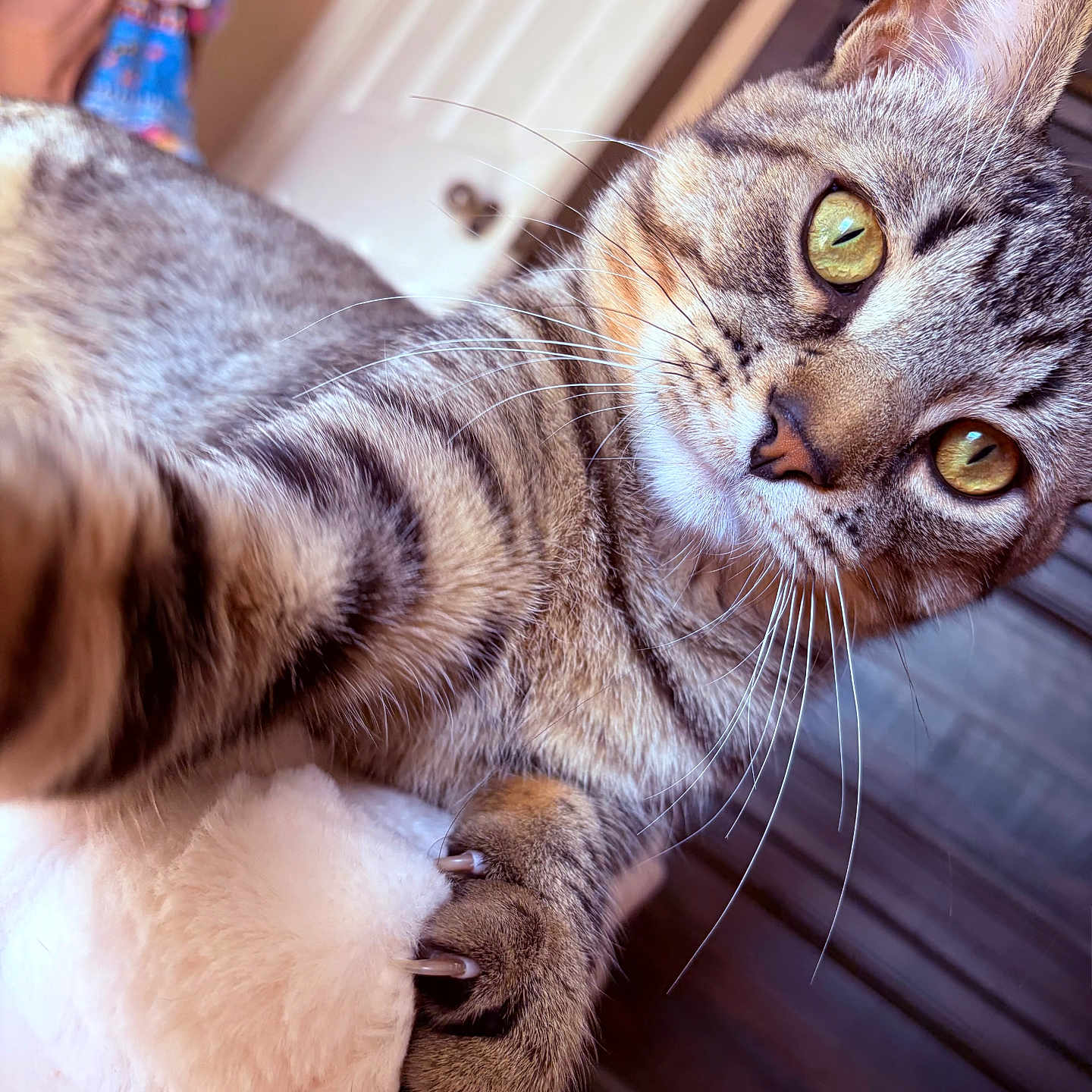 Panchito