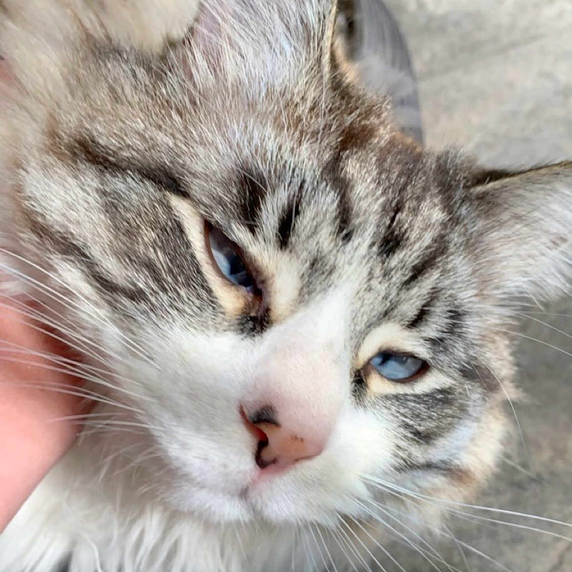 Kevin is registered to the contest to win money with this photo: abyssinian, angora, animal, bodypart, brasssection, cat, face, head, horn, kitten, manx, musicalinstrument, person, pet, photography, portrait, rock, siamese, sleeping, snout