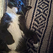 Boots joined the competition — help win amazing prizes! animal, black_and_white, cat, closeup, cozy, cute, domestic_cat, feline, fur, indoor, lying_down, mammal, patterned_rug, paw, pet, relaxed, resting, sleeping, tuxedo_cat, whiskers