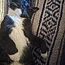 animal, black_and_white, cat, closeup, cozy, cute, domestic_cat, feline, fur, indoor, lying_down, mammal, patterned_rug, paw, pet, relaxed, resting, sleeping, tuxedo_cat, whiskers