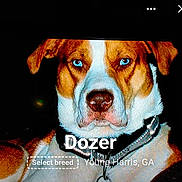 Dozer joined the competition — help win amazing prizes! alert, animal, black_background, blue_eyes, brown_and_white, canine, closeup, collar, dog, domestic_animal, face, indoors, looking_at_camera, name_tag, pet, portrait, serious_expression, short_hair, text_overlay, young_dog