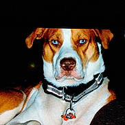 Dozer is registered to the contest to win money with this photo: dog, blue_eyes, collar, pet, animal, brown_fur, white_fur, close_up, portrait, indoor, sitting, tag, canine, domestic_animal, looking_at_camera, fur, ears, nose, face, pet_accessory