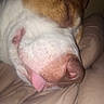 Dozer is registered to the contest to win money with this photo: animal, blanket, brown, close_up, cozy, cute, dog, domestic_animal, face, fur, indoors, nose, peaceful, pet, relaxed, resting, sleeping, snout, tongue_out, white