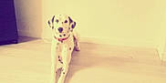 Héra a rejoint le concours — aidez-le/la à gagner de superbes lots ! dog, dalmatian, spotted, lying_down, floor, wooden_floor, indoor, pet, animal, collar, calm, relaxed, home, wall, vintage_filter, nostalgic, quiet, domestic, canine, resting