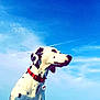 Héra a rejoint le concours — aidez-le/la à gagner de superbes lots ! dalmatian, dog, animal, pet, collar, water, sea, sky, clouds, outdoor, nature, spot, white, black, canine, mammal, standing, profile, daytime, scenic