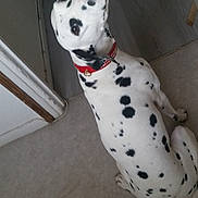 Héra participe au concours pour gagner de l'argent avec cette photo : dalmatian, dog, pet, animal, white, black_spots, collar, indoor, floor, carpet, wood_floor, looking_back, sitting, curious, canine, domestic_animal, companion, house, red_collar, spotty