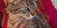Vaïana a rejoint le concours — aidez-le/la à gagner de superbes lots ! woman, cat, tabby_cat, green_eyes, red_jacket, indoor, portrait, pet, furry, holding, hand, face, long_hair, brown_hair, grid_background, calm, closeup, person, animal, cute